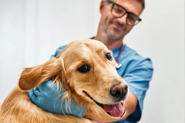 ¿Cómo Montar una Clínica Veterinaria?